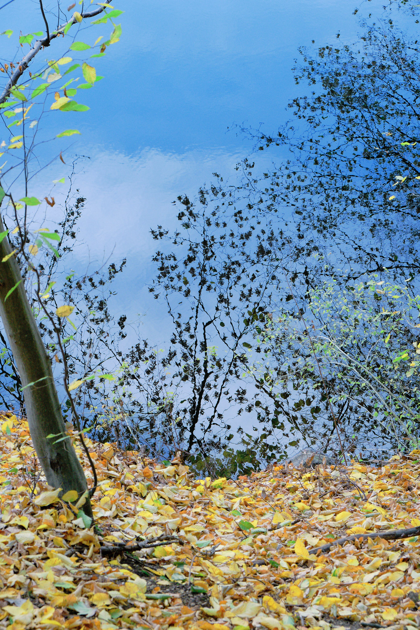 barevne, listy, podzim, fotograf, brno, jakub, sikula, kubousfoto, stilllife