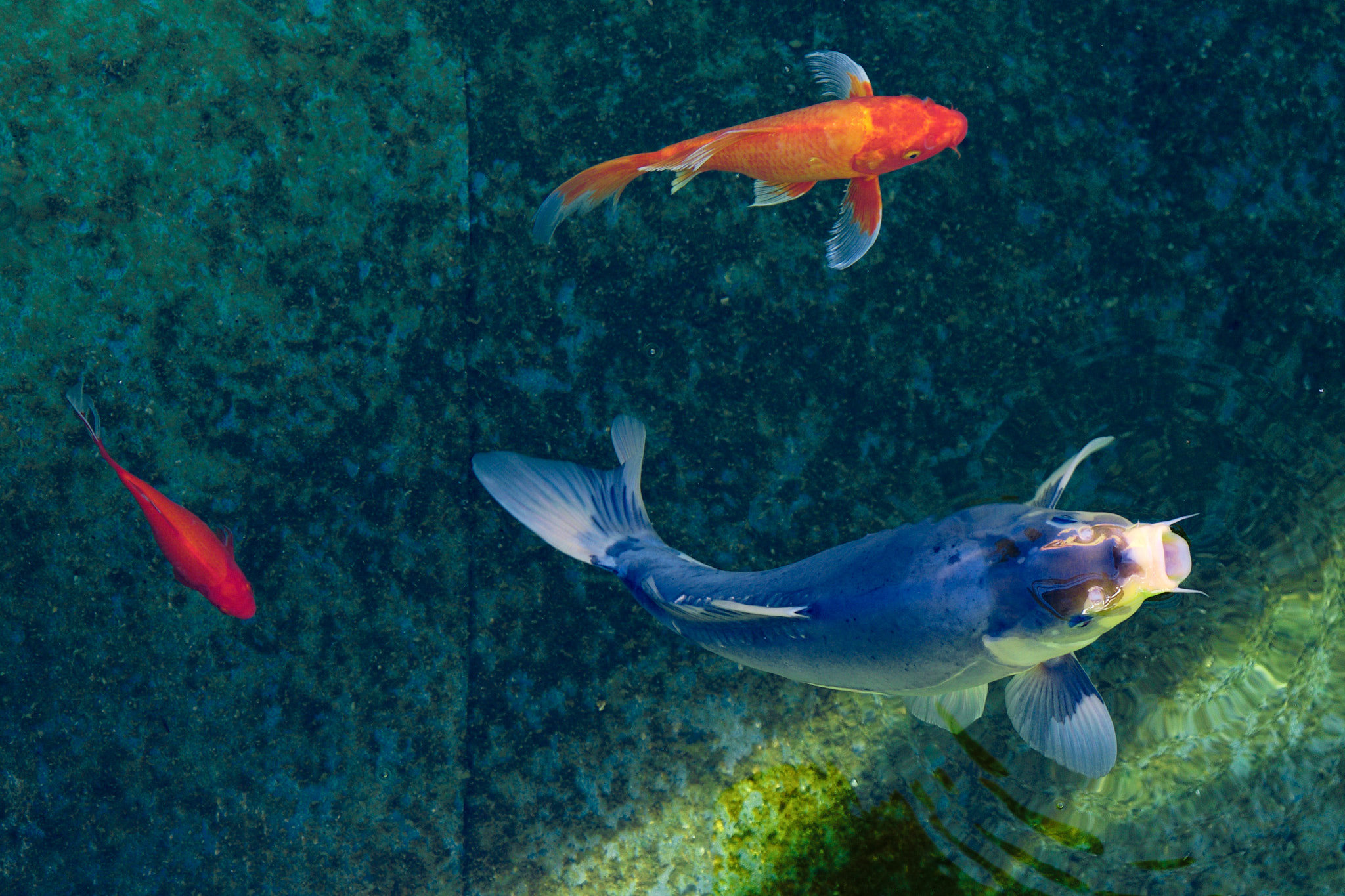 barevne, ryby, fotograf, brno, jakub, sikula, kubousfoto, stilllife