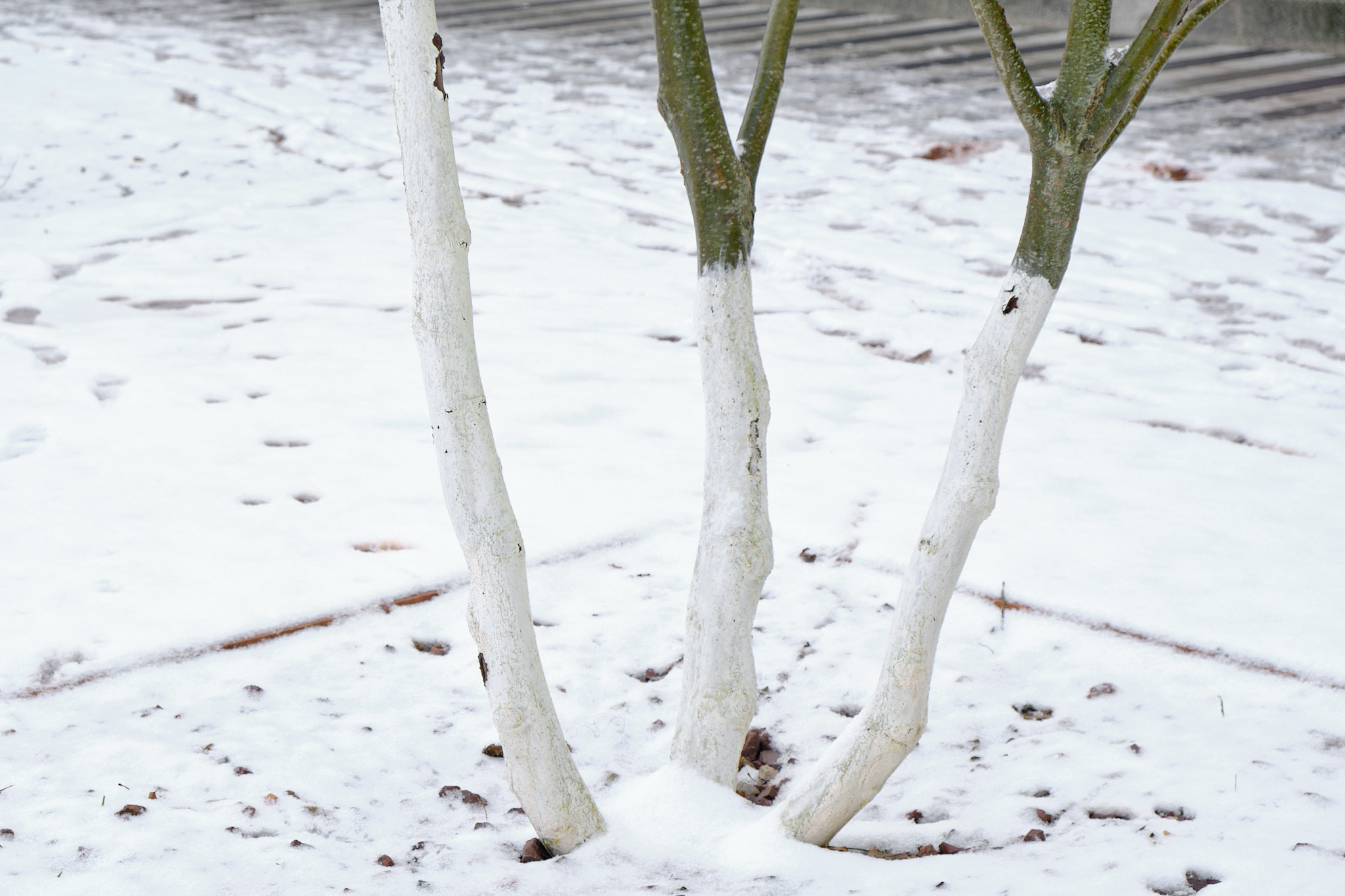 bile, stromy, fotograf, brno, jakub, sikula, kubousfoto, stilllife