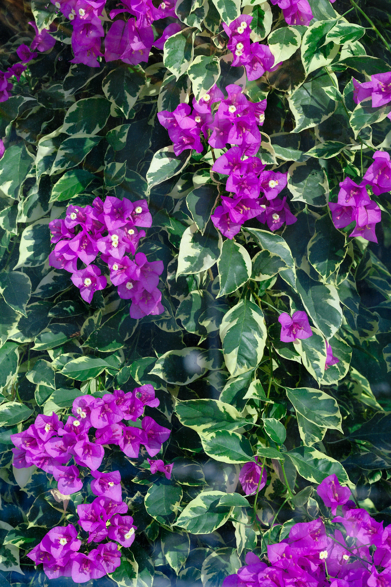 fialove kvety, fotograf, brno, jakub, sikula, kubousfoto, stilllife