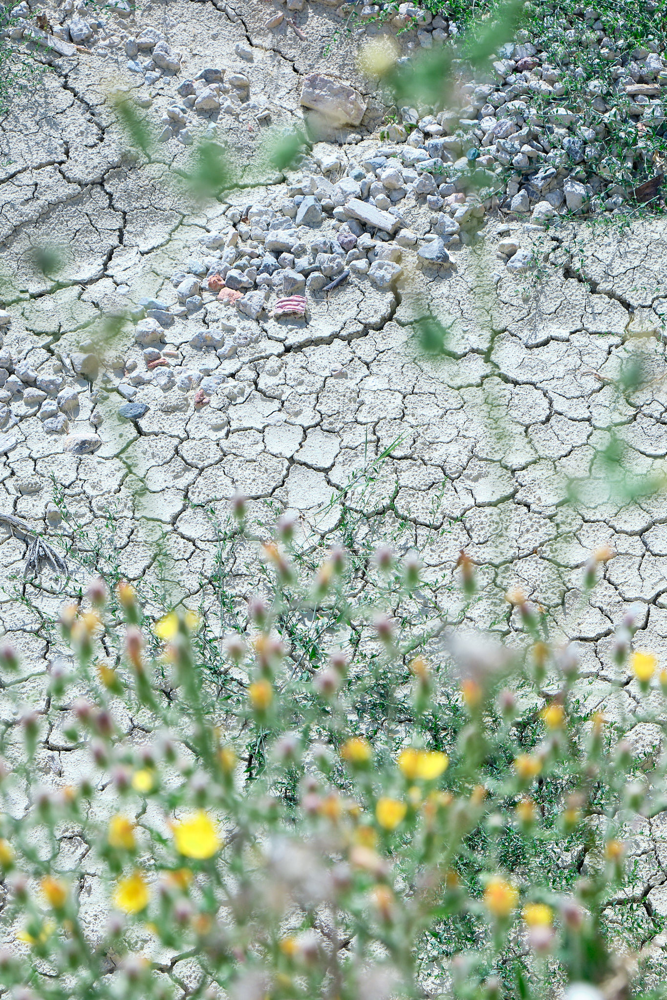 kameny, rostliny, fotograf, brno, jakub, sikula, kubousfoto, stilllife