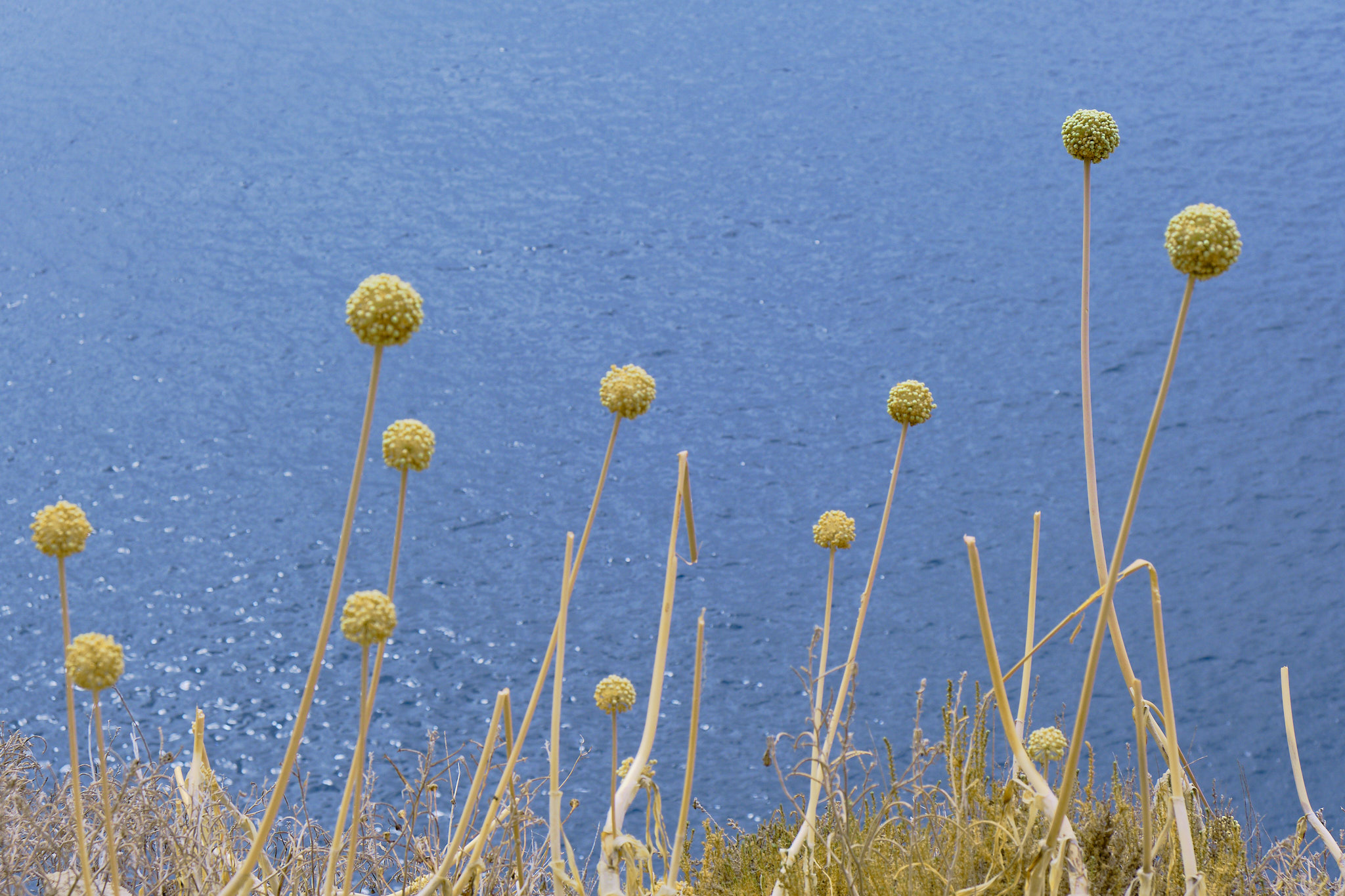 more, rostliny, fotograf, brno, jakub, sikula, kubousfoto, stilllife