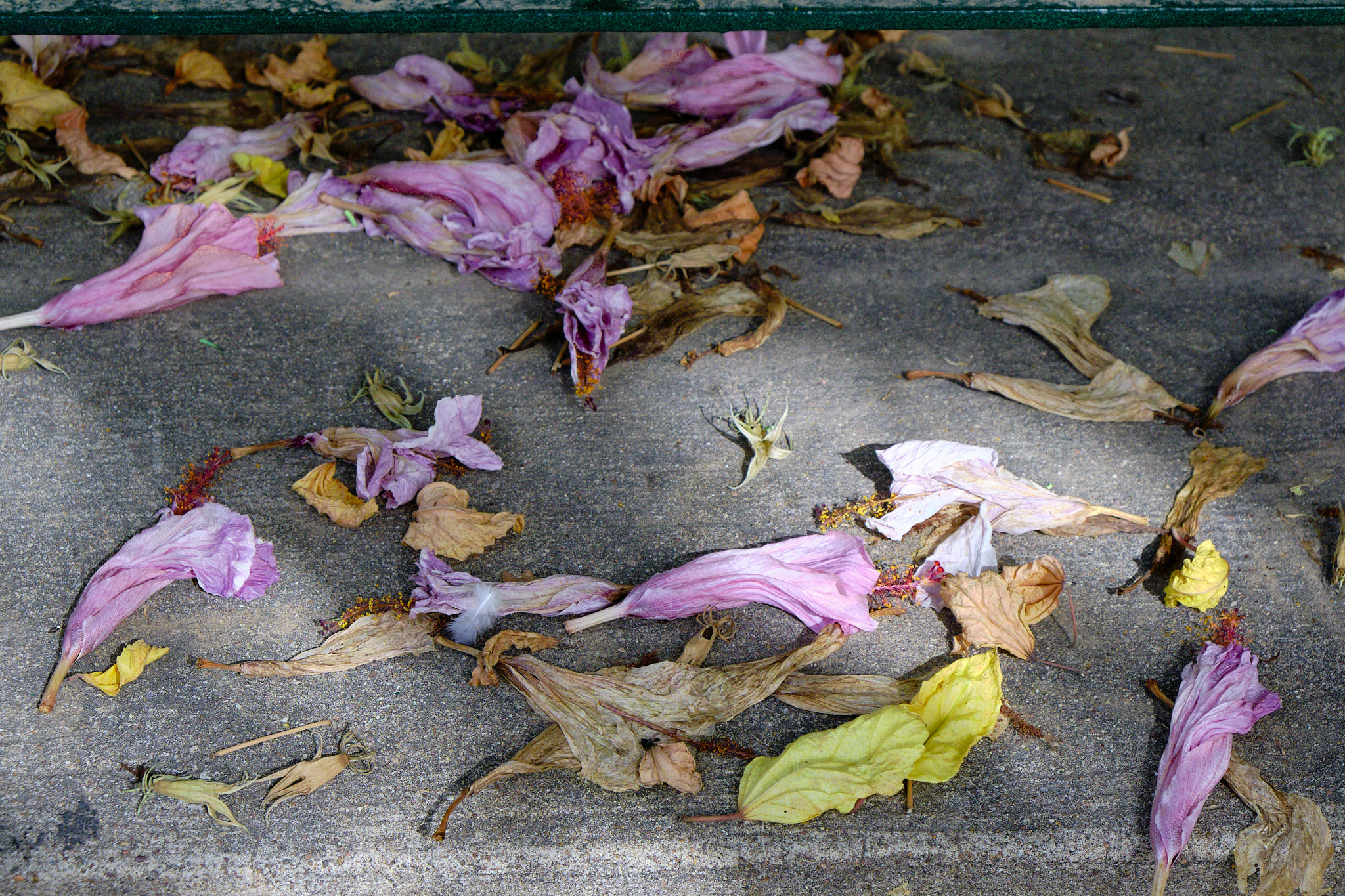 uschle, kvety, fotograf, brno, jakub, sikula, kubousfoto, stilllife