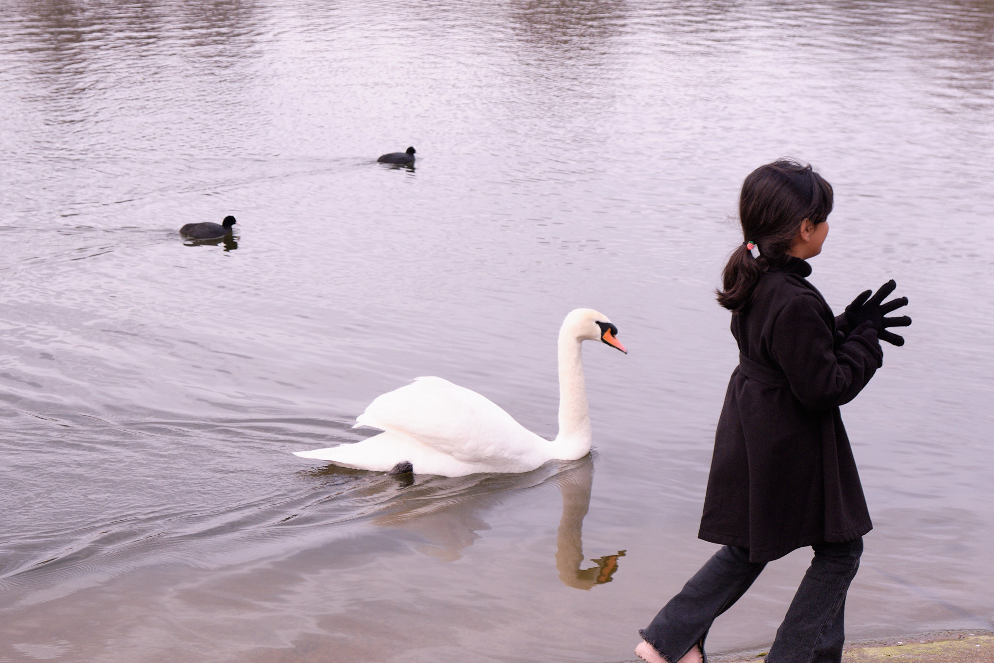 labut, fotograf, brno, jakub, sikula, kubousfoto, streetphoto